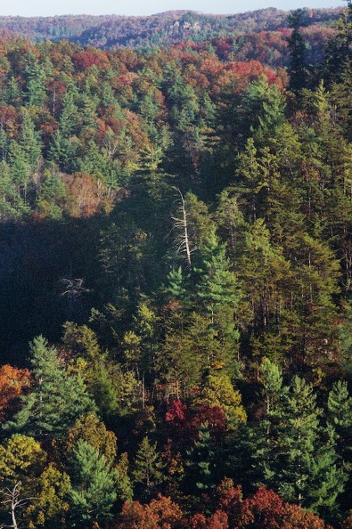 Red River Gorge in Fall 4.jpg